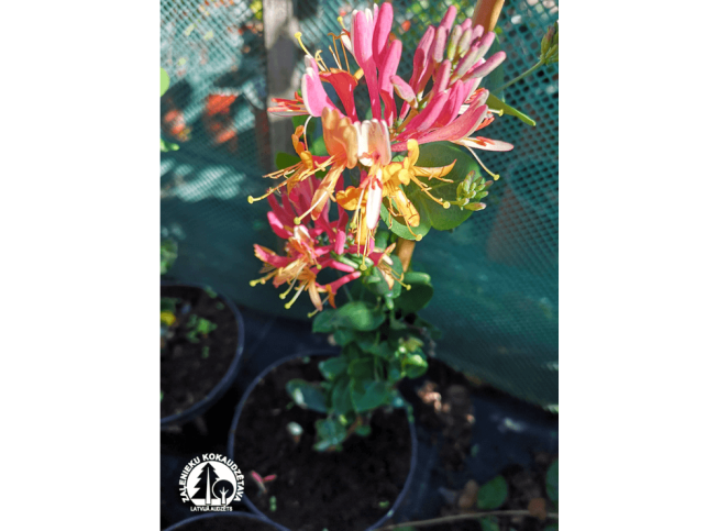 Lonicera × heckrottii   'American Beauty'